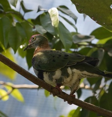 Ptilope superbe Ptilinopus superbus - Superb Fruit Dove