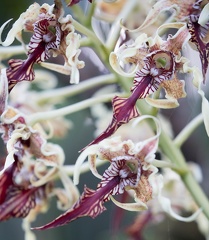 orchidée : Dendrobium finisterrae