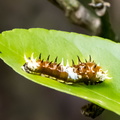 Orchard butterfly, Papilio aegeus aegeus  : Chenille de Papilionidae