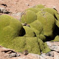Azorella compacta (anciennement Azorella yareta)