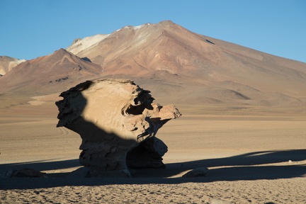 Bolivie : desert de Siloli - arbre de pierre