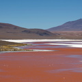 Bolivie - laguna colorada - rouge de l'après-midi
