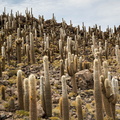Bolivie - salar d'Uyuni - ile d'Incahuasi