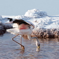 Flamant de James Phoenicoparrus jamesi - James's Flamingo (juvénile)