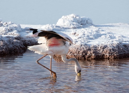 Flamant de James Phoenicoparrus jamesi - James's Flamingo (juvénile)