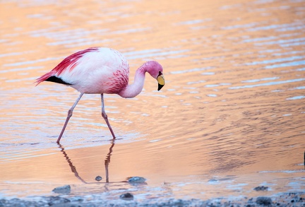 Flamant de James Phoenicoparrus jamesi - James's Flamingo