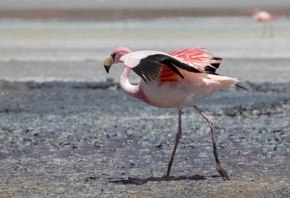 Flamant de James Phoenicoparrus jamesi - James's Flamingo