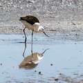 Avocette des Andes Recurvirostra andina - Andean Avocet