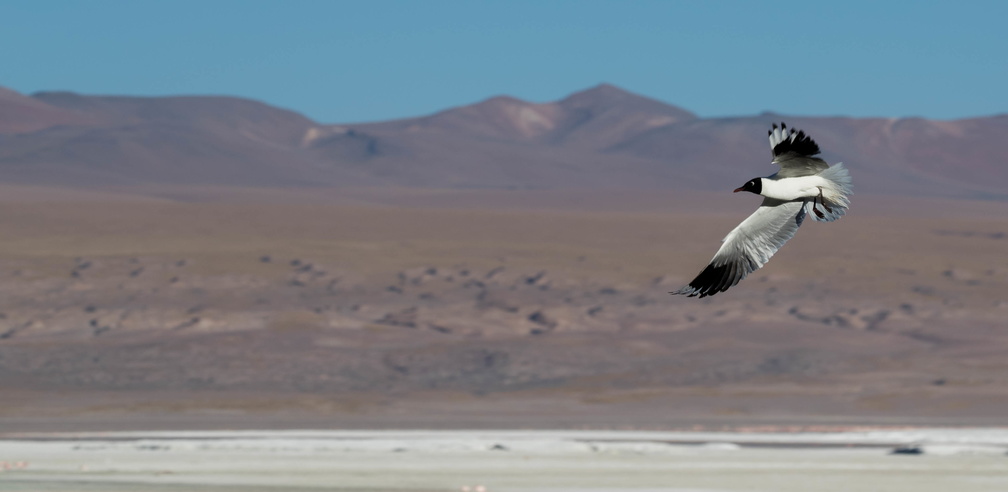 Mouette des Andes Chroicocephalus serranus - Andean Gull