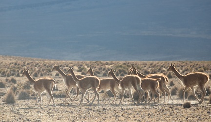 vigognes s'enfuyant dans la poussière