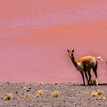 Vigogne avec la couleur rouge de la laguna colorada