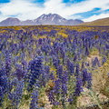 Chili - le désert en fleurs (gingembre bleu)
