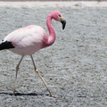 Flamant des Andes Phoenicoparrus andinus - Andean Flamingo