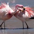 Flamant de James Phoenicoparrus jamesi - James's Flamingo - lutte