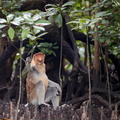 Nasique Nasalis larvatus Proboscis monkey