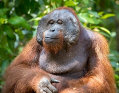 Orang-outan de Bornéo, Pongo pygmaeus