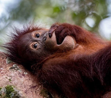 Orang-outan de Bornéo, Pongo pygmaeus