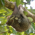 Galeopterus Variegatus, Lémurien volant Sunda, lémurien volant malais, colugo malais