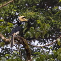 Calao pie Anthracoceros albirostris - Oriental Pied Hornbill