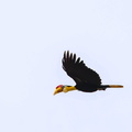 Calao à casque rouge Rhabdotorrhinus corrugatus - Wrinkled Hornbill
