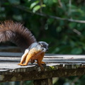 écureuil de Prevost ou asiatique tricolore  (Callosciurus prevostii) 
