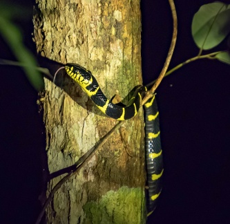 serpent des palétuviers (Boiga dendrophila )