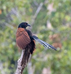 Grand Coucal Centropus sinensis - Greater Coucal