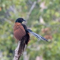 Grand Coucal Centropus sinensis - Greater Coucal