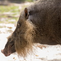 Cochon de Bornéo barbu 