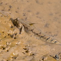 gobie sauteur (Periophthalmus gracilis)
