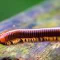 mille pattes rouge (Trachelomegalus modestior)