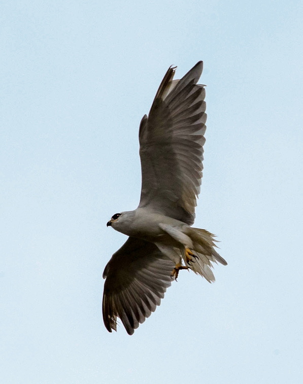 Élanion blanc Elanus caeruleus - Black-winged Kite