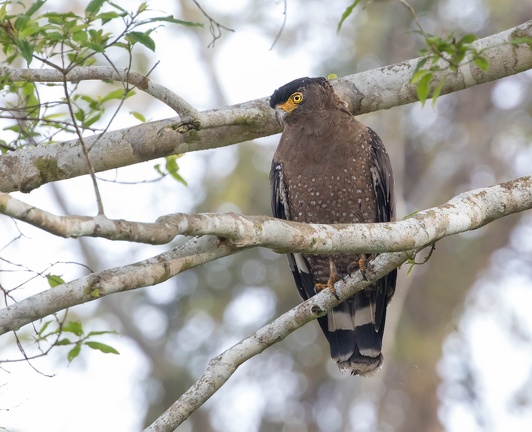Serpentaire bacha Spilornis cheela - Crested Serpent Eagle