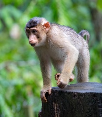 Macaque à queue de cochon - Macaca leonina
