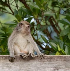 Macaque crabier Macaca fascicularis • Macaque à longue queue