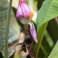 Fleur du Musa velutina ou " Bananier passion"