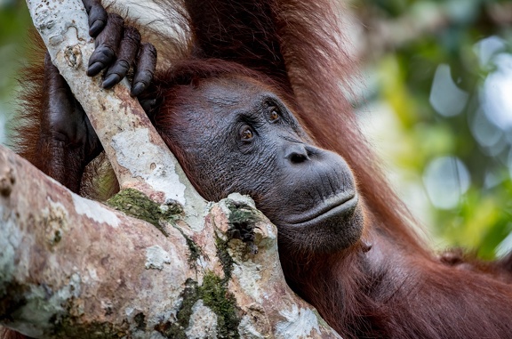 Orang-outan de Bornéo, Pongo pygmaeus