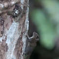 écureuil pygmée (Exilisciurus exilis)