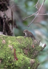 écureuil pygmée (Exilisciurus exilis) et mille pattes rouge (Trachelomegalus modestior