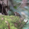 écureuil pygmée (Exilisciurus exilis) et mille pattes rouge (Trachelomegalus modestior