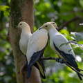 Carpophage blanc Ducula bicolor - Pied Imperial Pigeon