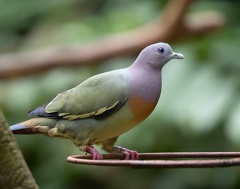 Colombar giouanne Treron vernans - Pink-necked Green Pigeon