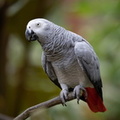 Perroquet jaco Psittacus erithacus - Grey Parrot