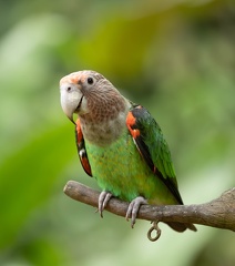 Perroquet à cou brun Poicephalus fuscicollis - Brown-necked Parrot