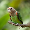 Perroquet à cou brun Poicephalus fuscicollis - Brown-necked Parrot