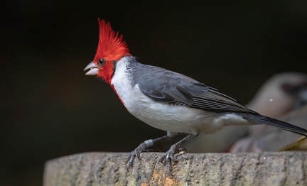Paroare huppé Paroaria coronata - Red-crested Cardinal