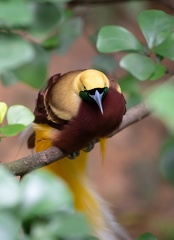Paradisier grand-émeraude Paradisaea apoda - Greater Bird-of-paradise