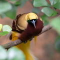 Paradisier grand-émeraude Paradisaea apoda - Greater Bird-of-paradise