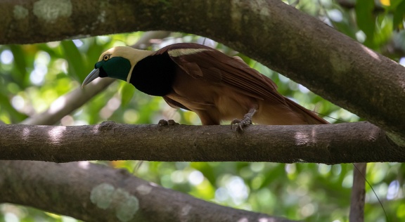 Paradisier de Raggi Paradisaea raggiana - Raggiana Bird-of-paradise