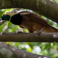 Paradisier de Raggi Paradisaea raggiana - Raggiana Bird-of-paradise